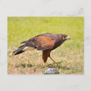 Harris Hawk loopt op gras Briefkaart