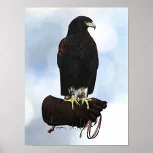Harris Hawk op Glove Poster