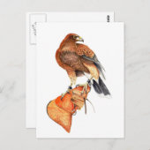 Harris hawk over Glove briefkaart (Voorkant / Achterkant)