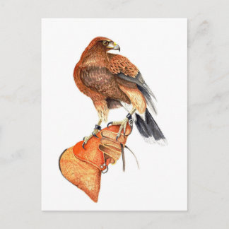 Harris hawk over Glove briefkaart