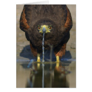 Harris Hawk Parabuteo unicinctus