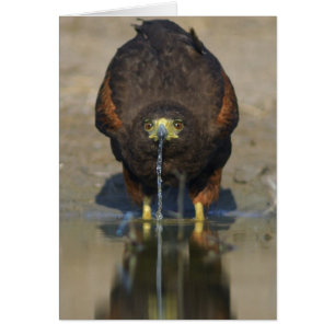 Harris Hawk Parabuteo unicinctus
