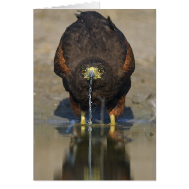 Harris Hawk Parabuteo unicinctus (Devant)