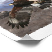 Harris Hawk- pastel Poster (Hoek)