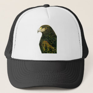 Harris Hawk Pet
