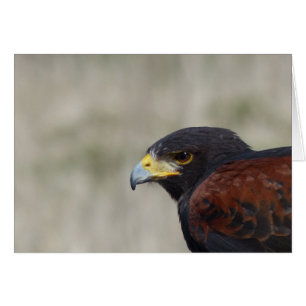 Harris Hawk Portrait
