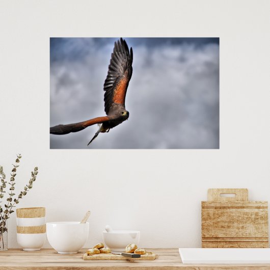 Harris Hawk Poster (Keuken)