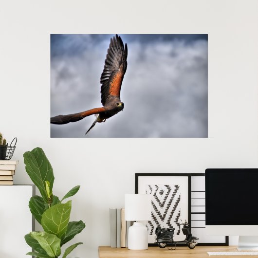 Harris Hawk Poster (Thuiskantoor)