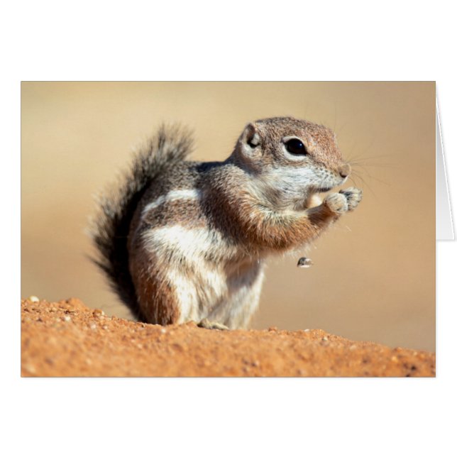 Harris's antelope squirrel (Ammospermophilus) (Voorkant Horizontaal)