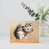 Harris's antelope squirrel (Ammospermophilus) Briefkaart (Staand voorkant)