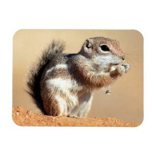 Harris's antelope squirrel (Ammospermophilus) Magneet