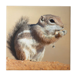 Harris's antelope squirrel (Ammospermophilus) Tegeltje