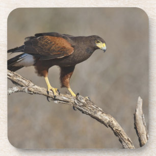 Harris's Hawk-boordverkrachter Drankjes Onderzetter