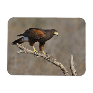 Harris's Hawk-boordverkrachter Magneet