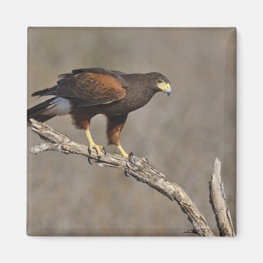 Harris's Hawk-boordverkrachter Magneet (Voorkant)