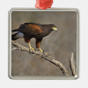 Harris's Hawk-boordverkrachter Metalen Ornament