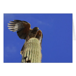 Harris's Hawk, doorgeslagen op Saguaro Cactus