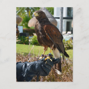 Harris's Hawk op Falconer's Glove, Cancun, Mexico Briefkaart