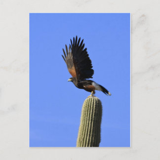 Harris's Hawk vliegt Briefkaart