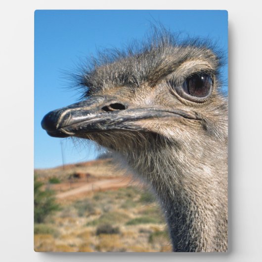 Harry de blije struisvogel fotoplaat (Voorkant)