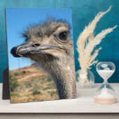 Harry de blije struisvogel fotoplaat (Zijkant)