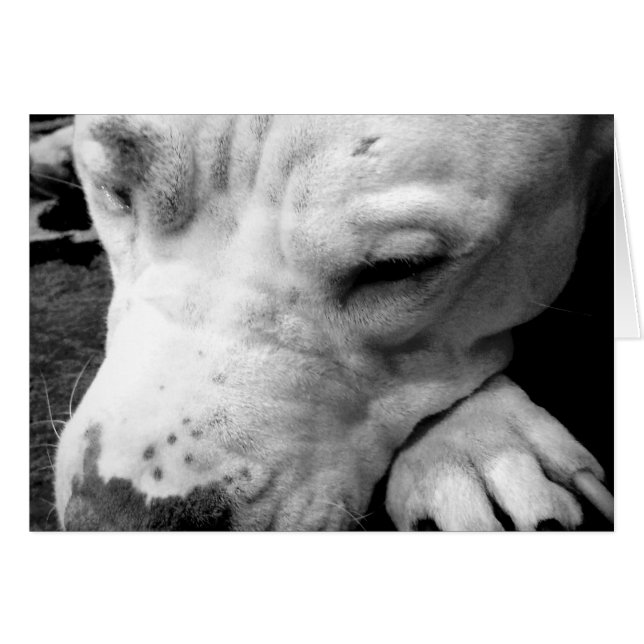 harry potier cicatrice chien blanc pit bull (Devant horizontal)