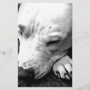 harry potter litteken hond witte pitbull briefpapier