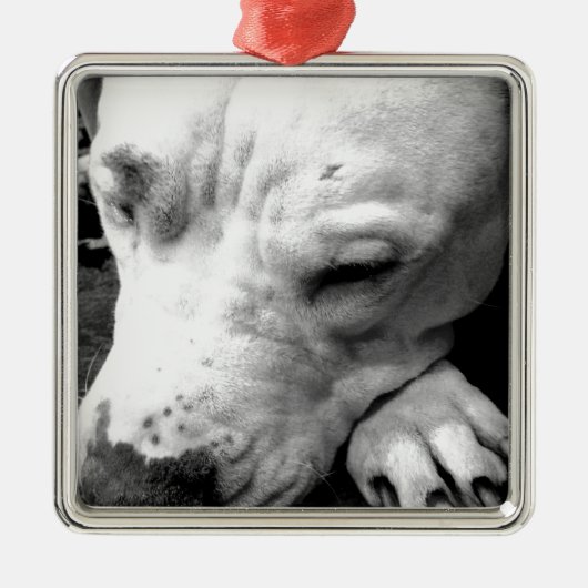 harry potter litteken hond witte pitbull metalen ornament (Voorkant)