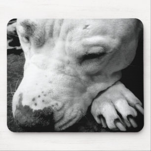 harry potter litteken hond witte pitbull muismat