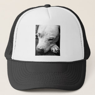 harry potter litteken hond witte pitbull trucker pet