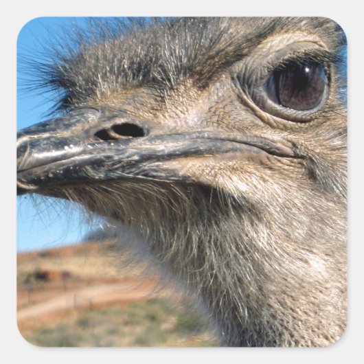 Harry the Happy Ostrich Vierkante Sticker (Voorkant)