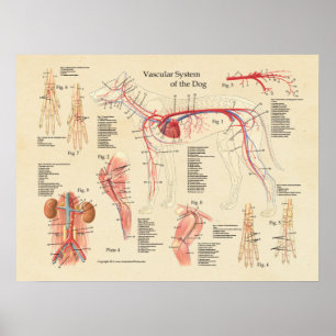 Hart Anatomie Grafiek Hart Anatomie Poster