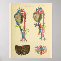 Hart Aorta  Anatomie Art Afdrukken