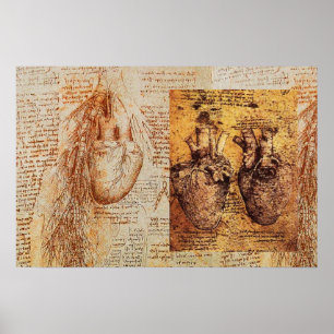 Hart en bloedvaten / Bronchiale Arteria Poster