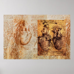 Hart en bloedvaten /  Bronchiale arteriën Poster