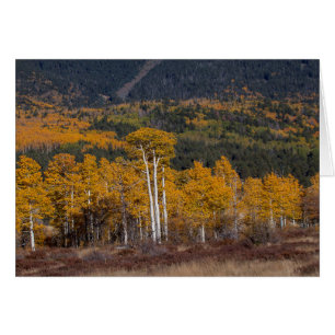 Hart Prairie Flagstaff, Arizona