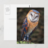 Hart-Shaped Face Barn Owl Briefkaart (Voorkant / Achterkant)