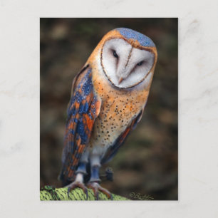 Hart-Shaped Face Barn Owl Briefkaart