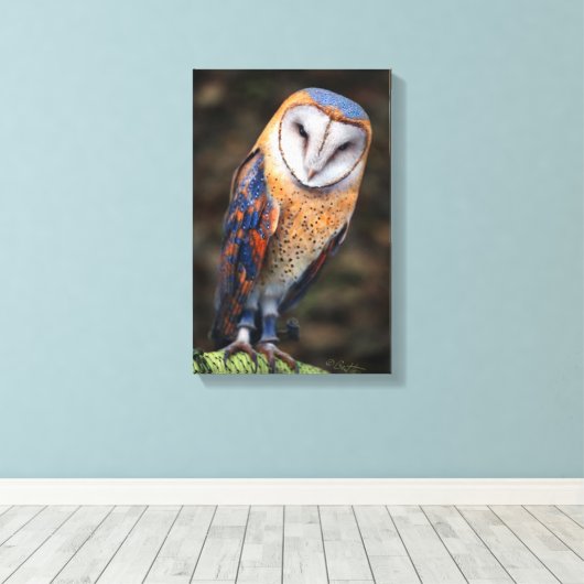 Hart-Shaped Face Barn Owl Canvas Afdruk (Insitu (Houten vloer))