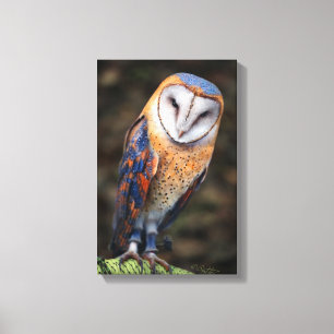 Hart-Shaped Face Barn Owl Canvas Afdruk