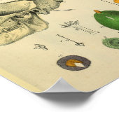 Hart Skull Stomach Anatomie Kunst Afdrukken Poster (Hoek)