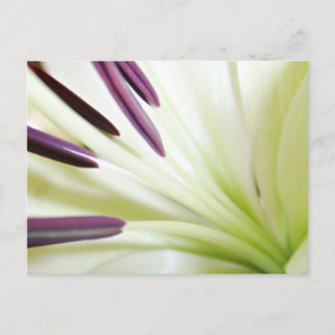 Hart van de Lily Fine Art Floral-fotografie Briefkaart
