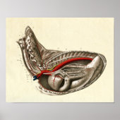  hart van de paardenanatomie afdrukken poster (Voorkant)