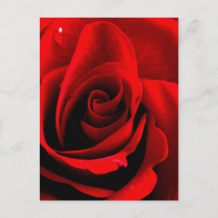 Hart van een Roos Briefkaart