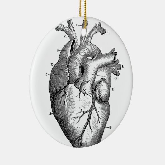  hartanatomie |  keramisch ornament (Rechts)