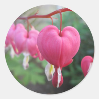 Hartbloeding (Dicentra) Ronde Sticker
