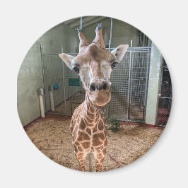 Hartbreekster Magnet Magneet