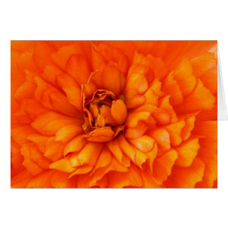 Harthart van Ranunculus