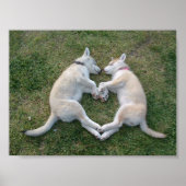 harthusky poster (Voorkant)