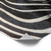 Hartmann's Mountain Zebra Profile aan Fossil Rim Poster (Hoek)